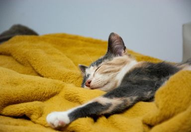 Как правильно выбрать хорошее одеяло?