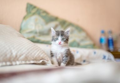 Какая плотность постельного белья лучшая?